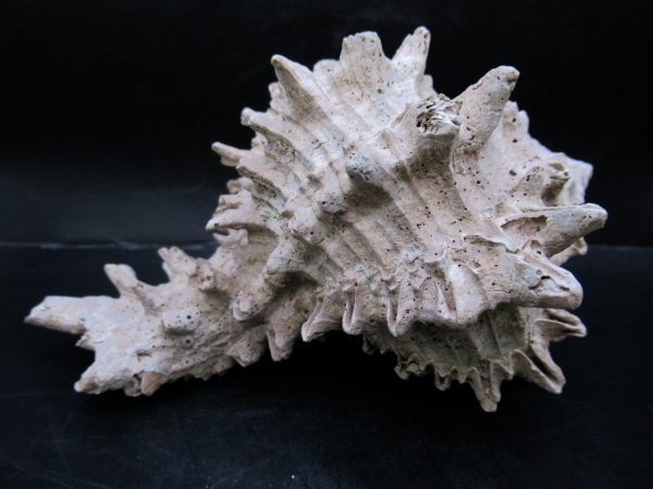 Genuine Miocene Age Murex Gastropod Fossil for Sale from Florida #1a