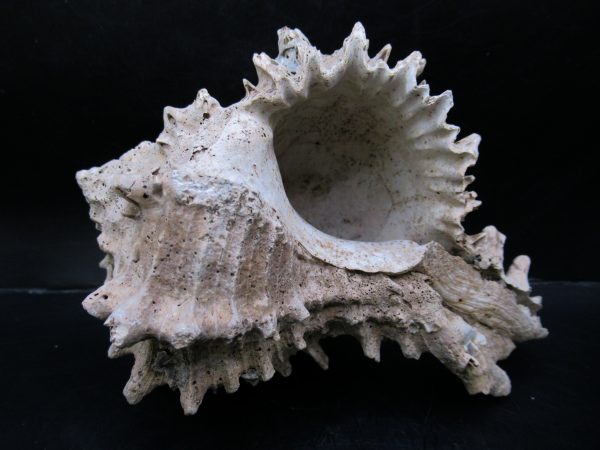 Genuine Miocene Age Murex Gastropod Fossil for Sale from Florida #1c