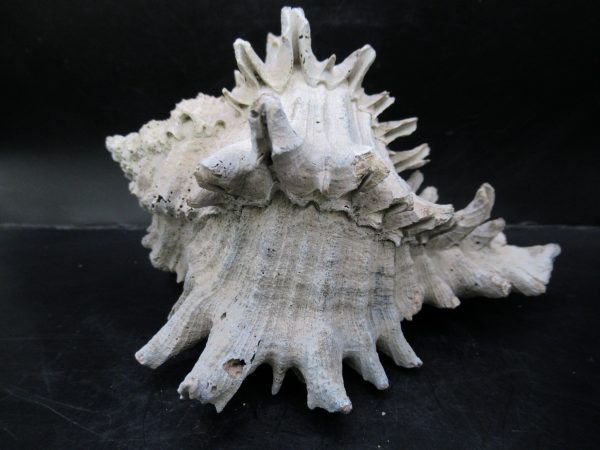 Genuine Miocene Age Murex Gastropod Fossil for Sale from Florida #2