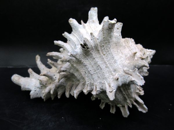 Genuine Miocene Age Murex Gastropod Fossil for Sale from Florida #2a