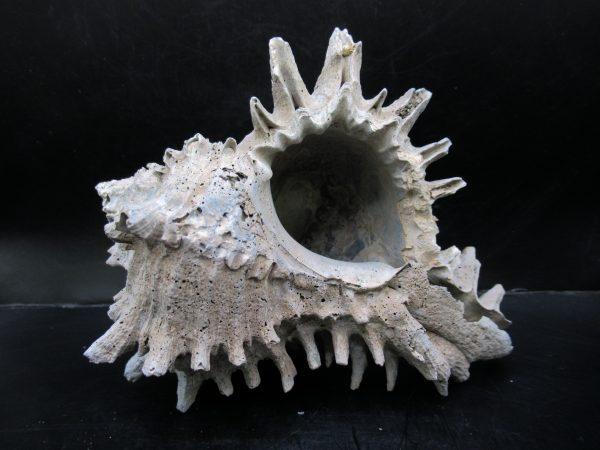 Genuine Miocene Age Murex Gastropod Fossil for Sale from Florida #2c