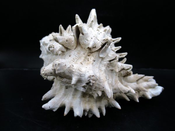 Genuine Miocene Age Murex Gastropod Fossil for Sale from Florida #4