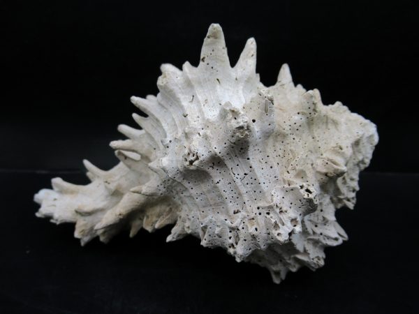 Genuine Miocene Age Murex Gastropod Fossil for Sale from Florida #4a