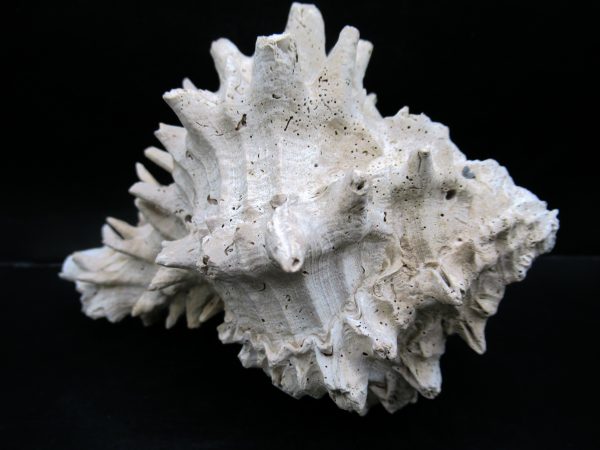 Genuine Miocene Age Murex Gastropod Fossil for Sale from Florida #4b