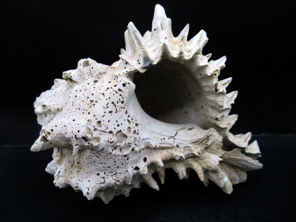 Genuine Miocene Age Murex Gastropod Fossil for Sale from Florida #4c