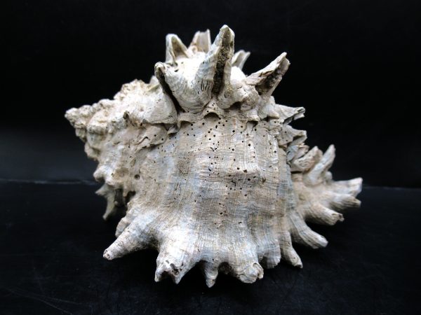 Genuine Miocene Age Murex Gastropod Fossil for Sale from Florida #5