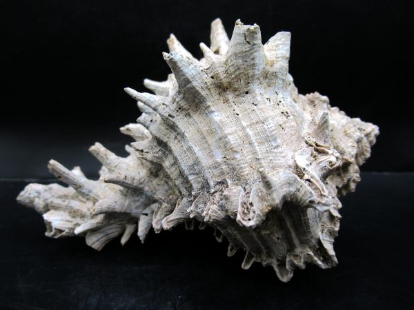 Genuine Miocene Age Murex Gastropod Fossil for Sale from Florida #5a