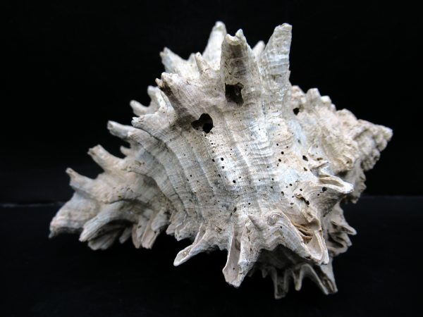 Genuine Miocene Age Murex Gastropod Fossil for Sale from Florida #5b