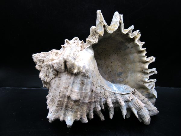 Genuine Miocene Age Murex Gastropod Fossil for Sale from Florida #5c