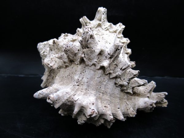 Genuine Miocene Age Murex Gastropod Fossil for Sale from Florida #8