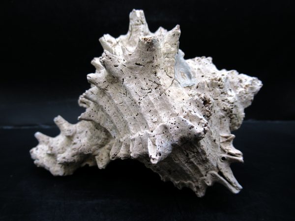 Genuine Miocene Age Murex Gastropod Fossil for Sale from Florida #8a