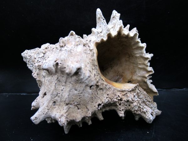 Genuine Miocene Age Murex Gastropod Fossil for Sale from Florida #8c