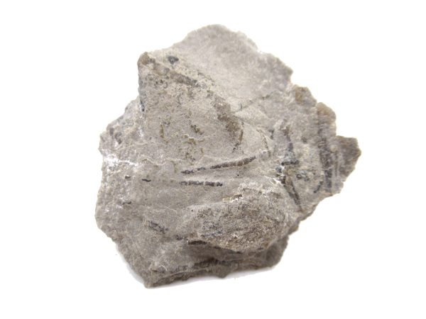 Genuine Mississippian Age Archaeocidaris wortheni Echinoid Fossils From Missouri For Sale #28a