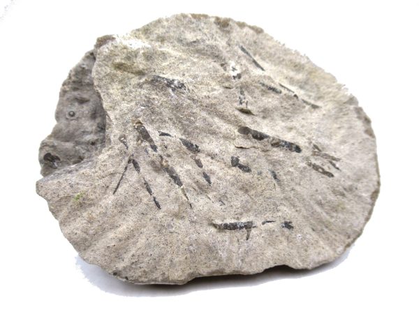 Genuine Mississippian Age Archaeocidaris wortheni Echinoid Fossils From Missouri For Sale #29a