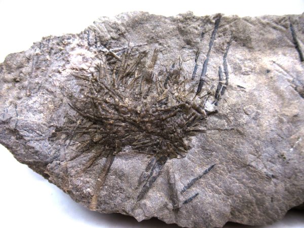 Genuine Mississippian Age Archaeocidaris wortheni Echinoid Fossils From Missouri For Sale #31a