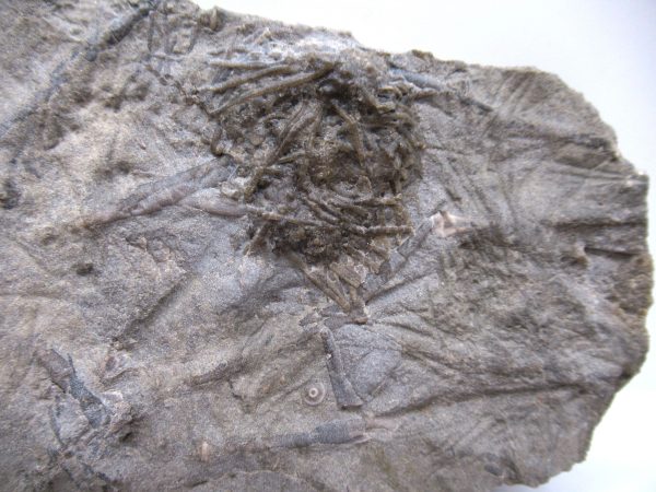 Genuine Mississippian Age Archaeocidaris wortheni Echinoid Fossils From Missouri For Sale #31b