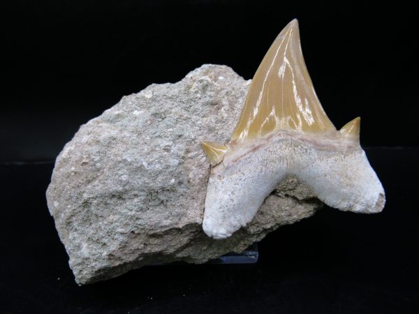 Genuine Eocene Age Otodus Shark Tooth Matrix Fossil for Sale from Morocco #1