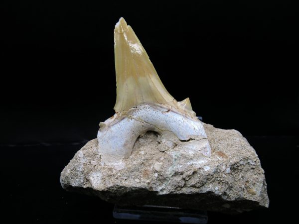 Genuine Eocene Age Otodus Shark Tooth Matrix Fossil for Sale from Morocco #10