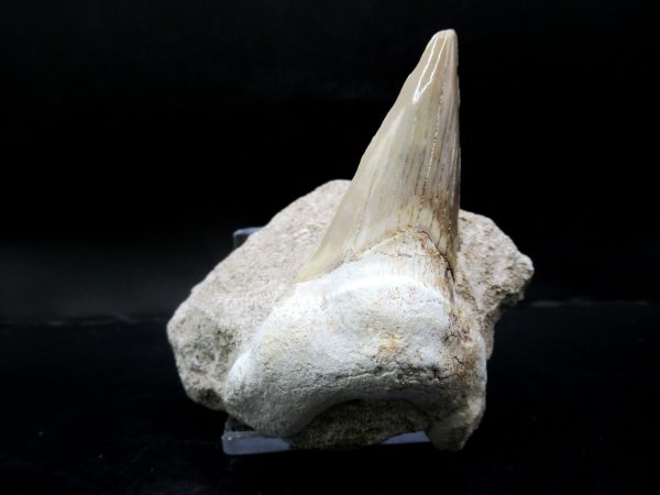 Genuine Eocene Age Otodus Shark Tooth Matrix Fossil for Sale from Morocco #11