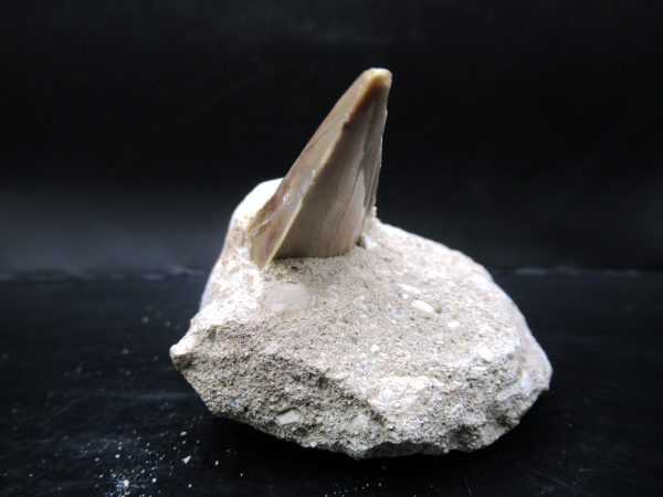 Genuine Eocene Age Otodus Shark Tooth Matrix Fossil for Sale from Morocco #11a