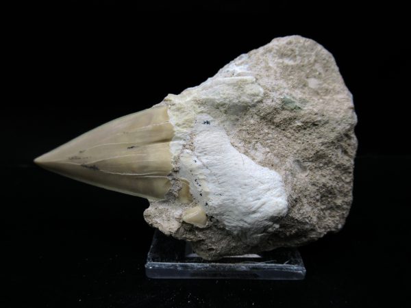 Genuine Eocene Age Otodus Shark Tooth Matrix Fossil for Sale from Morocco #12