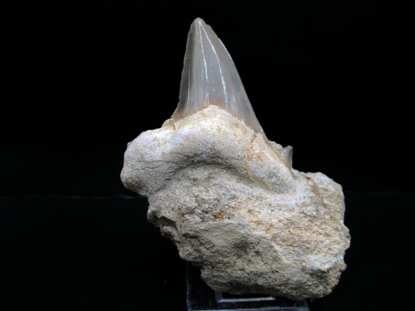 Genuine Eocene Age Otodus Shark Tooth Matrix Fossil for Sale from Morocco #14