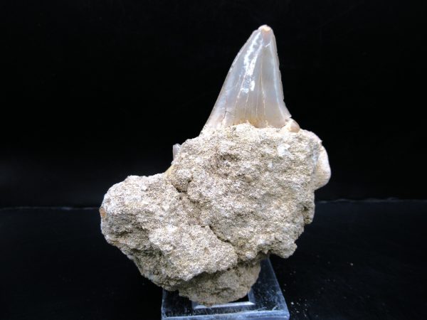 Genuine Eocene Age Otodus Shark Tooth Matrix Fossil for Sale from Morocco #14a