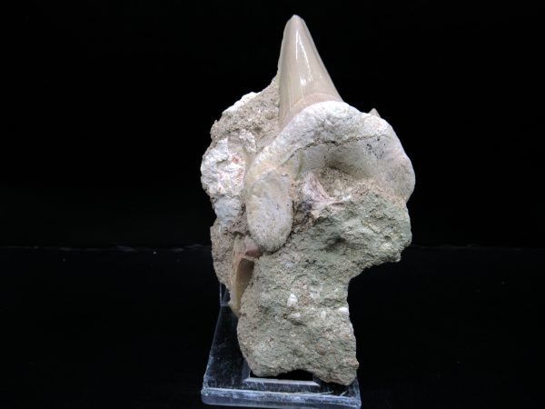 Genuine Eocene Age Otodus Shark Tooth Matrix Fossil for Sale from Morocco #15