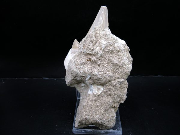 Genuine Eocene Age Otodus Shark Tooth Matrix Fossil for Sale from Morocco #15a