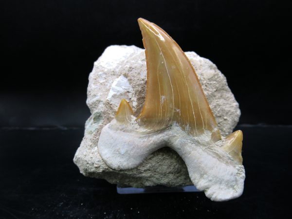 Genuine Eocene Age Otodus Shark Tooth Matrix Fossil for Sale from Morocco #16