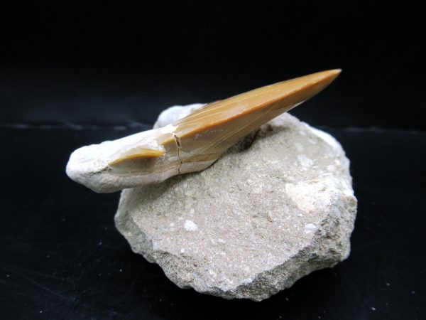 Genuine Eocene Age Otodus Shark Tooth Matrix Fossil for Sale from Morocco #16a