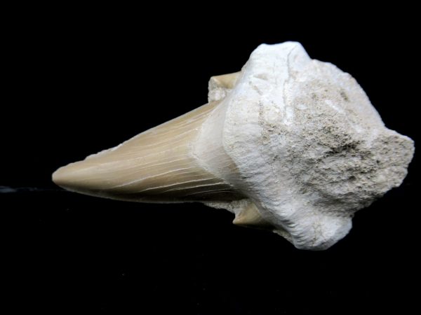 Genuine Eocene Age Otodus Shark Tooth Matrix Fossil for Sale from Morocco #17