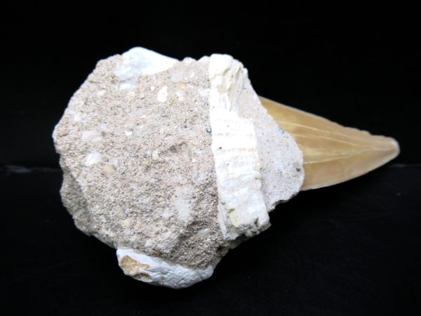 Genuine Eocene Age Otodus Shark Tooth Matrix Fossil for Sale from Morocco #17a