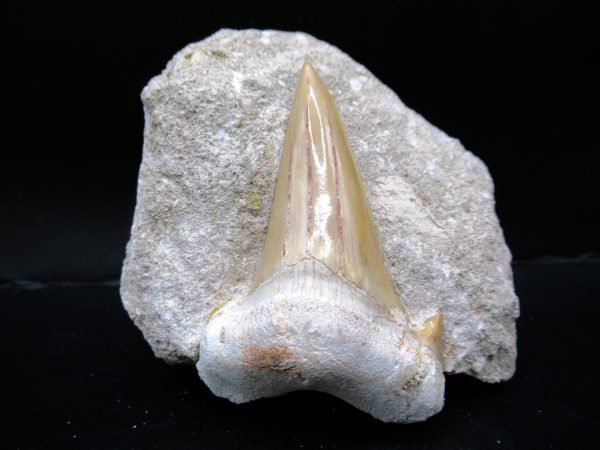 Genuine Eocene Age Otodus Shark Tooth Matrix Fossil for Sale from Morocco #18