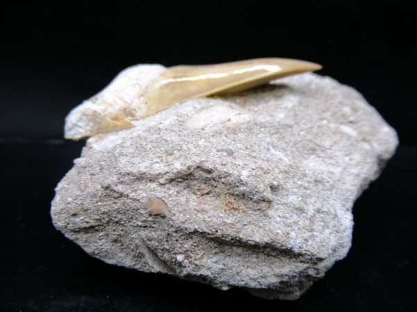 Genuine Eocene Age Otodus Shark Tooth Matrix Fossil for Sale from Morocco #18a