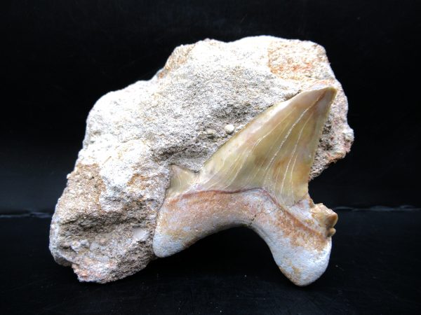 Genuine Eocene Age Otodus Shark Tooth Matrix Fossil for Sale from Morocco #19