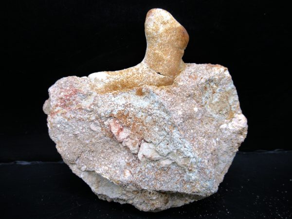 Genuine Eocene Age Otodus Shark Tooth Matrix Fossil for Sale from Morocco #19a