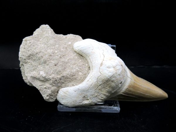 Genuine Eocene Age Otodus Shark Tooth Matrix Fossil for Sale from Morocco #2