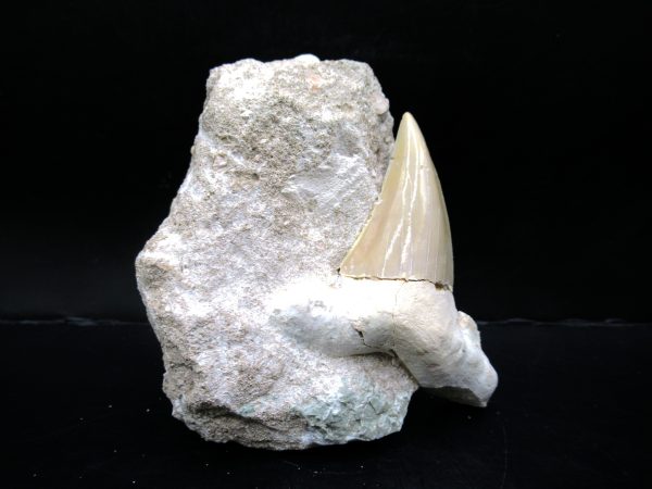 Genuine Eocene Age Otodus Shark Tooth Matrix Fossil for Sale from Morocco #20