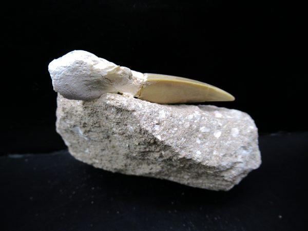 Genuine Eocene Age Otodus Shark Tooth Matrix Fossil for Sale from Morocco #20a