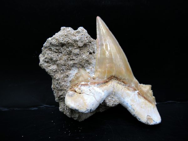 Genuine Eocene Age Otodus Shark Tooth Matrix Fossil for Sale from Morocco #21