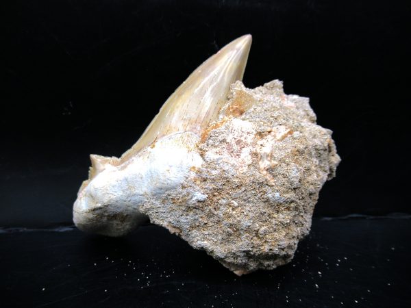 Genuine Eocene Age Otodus Shark Tooth Matrix Fossil for Sale from Morocco #21a