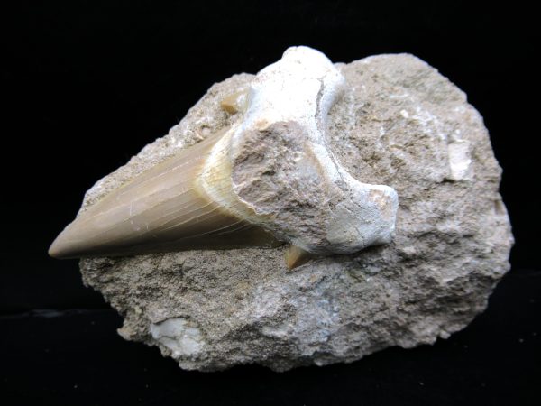 Genuine Eocene Age Otodus Shark Tooth Matrix Fossil for Sale from Morocco #22