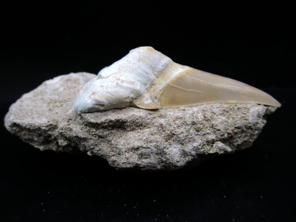 Genuine Eocene Age Otodus Shark Tooth Matrix Fossil for Sale from Morocco #22a