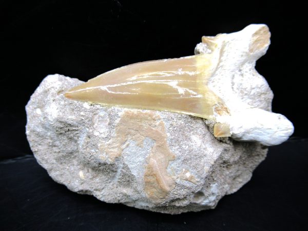 Genuine Eocene Age Otodus Shark Tooth Matrix Fossil for Sale from Morocco #23