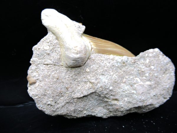 Genuine Eocene Age Otodus Shark Tooth Matrix Fossil for Sale from Morocco #23a