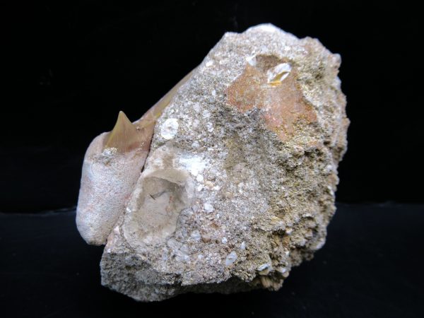 Genuine Eocene Age Otodus Shark Tooth Matrix Fossil for Sale from Morocco #25a