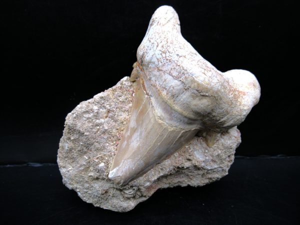 Genuine Eocene Age Otodus Shark Tooth Matrix Fossil for Sale from Morocco #26