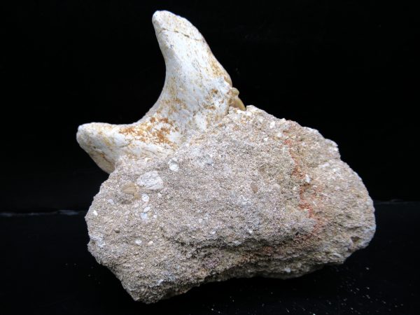 Genuine Eocene Age Otodus Shark Tooth Matrix Fossil for Sale from Morocco #26a