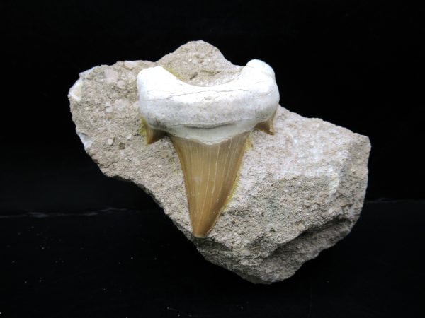 Genuine Eocene Age Otodus Shark Tooth Matrix Fossil for Sale from Morocco #27